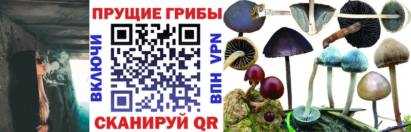 сайты даркнета официальный сайт Котовск Псилоцибиновые грибы Psilocybe
